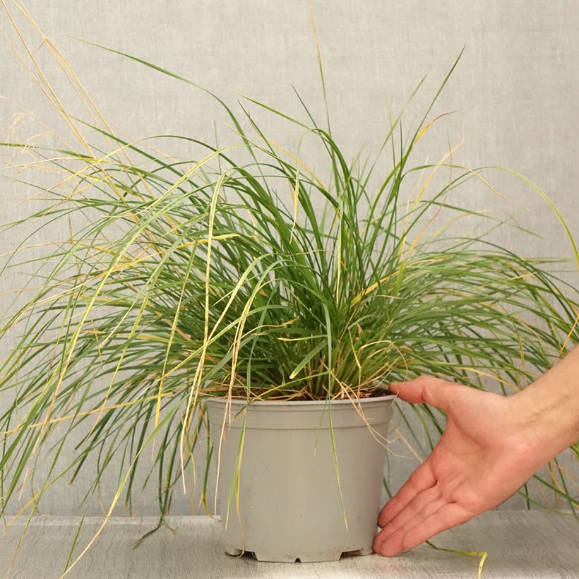 Esemplare di Deschampsia caespitosa Palava Vaso da 3L/4L consegnato in estate