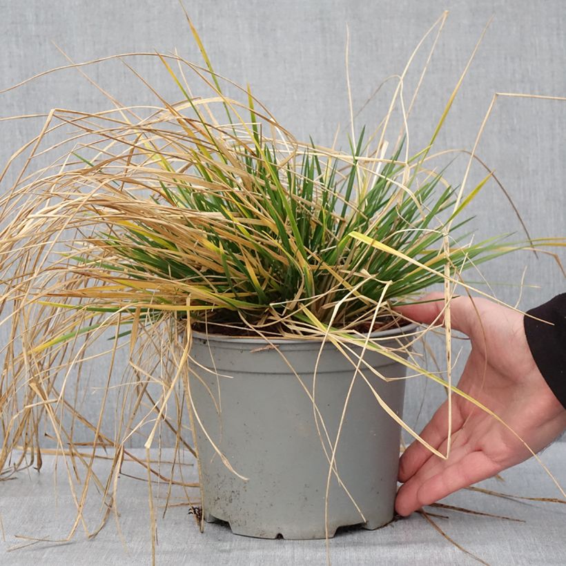 Deschampsia caespitosa Palava Vaso da 3L/4L esemplare consegnato in inverno