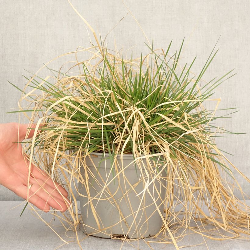 Deschampsia caespitosa Palava Vaso da 3L/4L esemplare consegnato in primavera