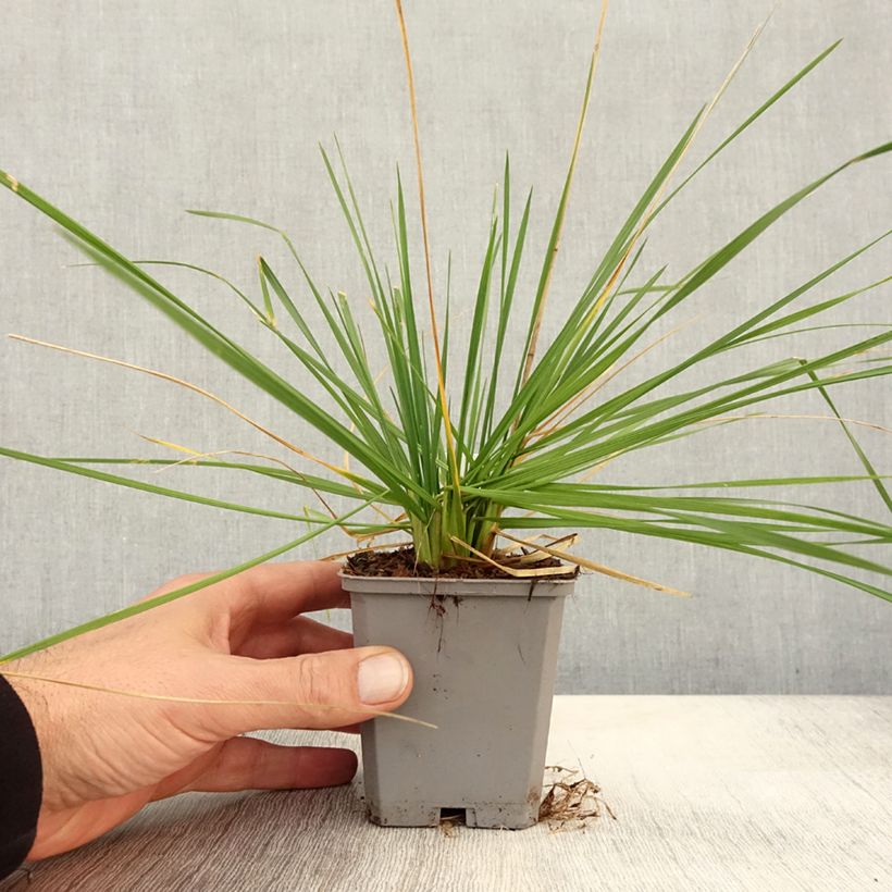 Esemplare di Deschampsia caespitosa Pixie Fountain Vasetto da 8/9 cm come consegnato in autunno