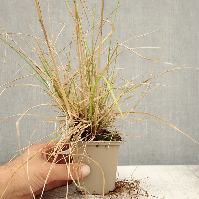 Esemplare di Deschampsia caespitosa Tardiflora Vasetto da 8/9 cm come consegnato in autunno