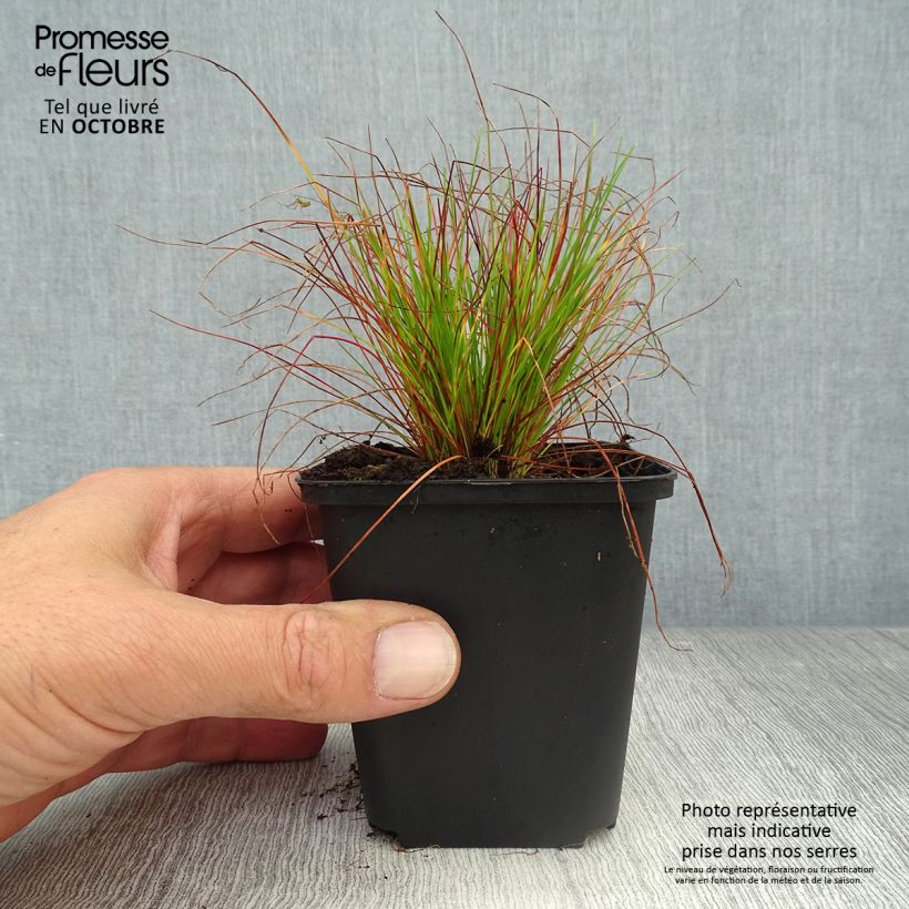 Esemplare di Deschampsia flexuosa Vasetto da 8/9 cm come consegnato in autunno