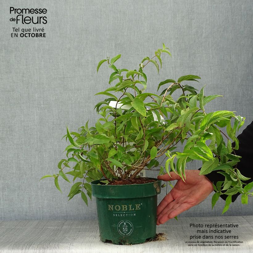 Esemplare di Deutzia compacta Lavender Time Vaso da 3L/4L come consegnato in autunno