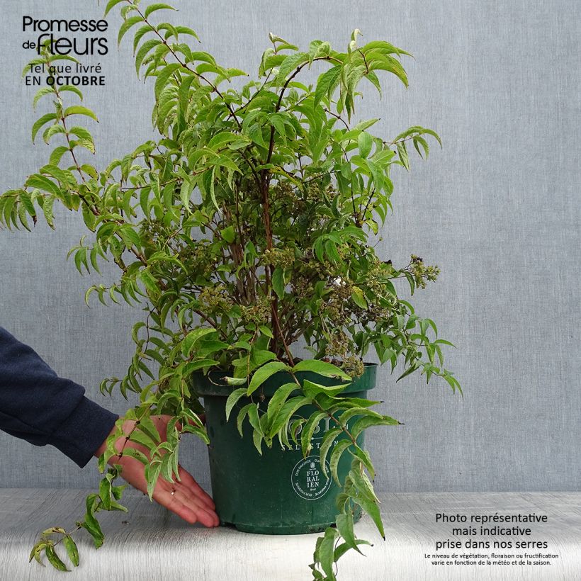 Esemplare di Deutzia compacta Lavender Time Vaso da 7,5L/10L come consegnato in autunno