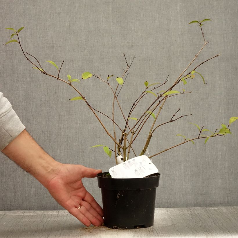 Esemplare di Deutzia elegantissima Rosealind Vaso da 2L/3L come consegnato in autunno