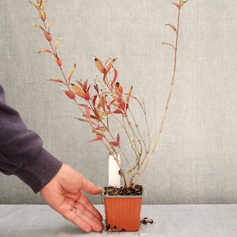 Esemplare di Deutzia gracilis Vasetto da 8/9 cm come consegnato in autunno