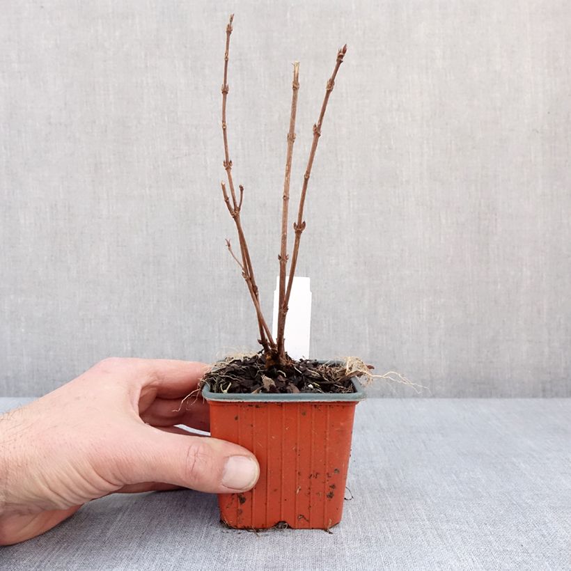 Deutzia gracilis Vasetto da 8/9 cm esemplare consegnato in inverno