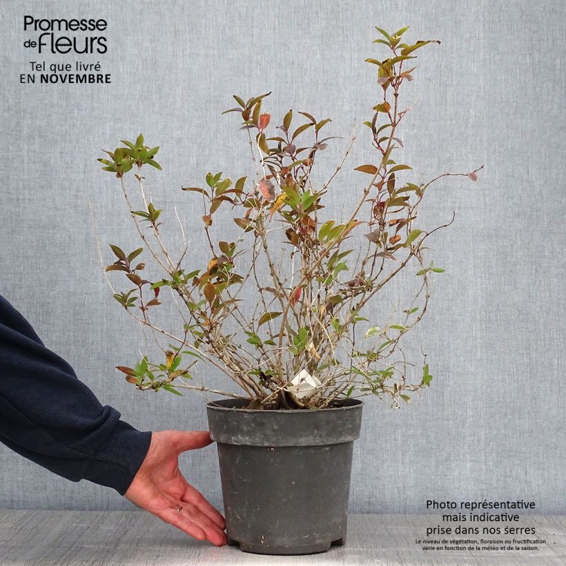 Esemplare di Deutzia gracilis Vaso da 4L/5L come consegnato in autunno