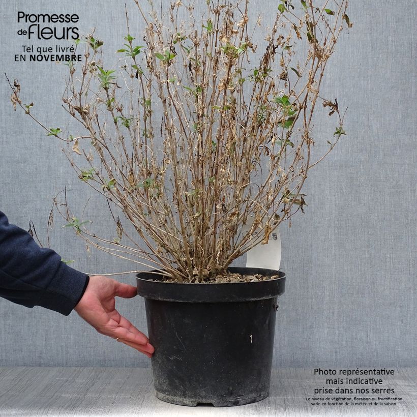Esemplare di Deutzia gracilis Nikko Vaso da 7,5L/10L come consegnato in autunno