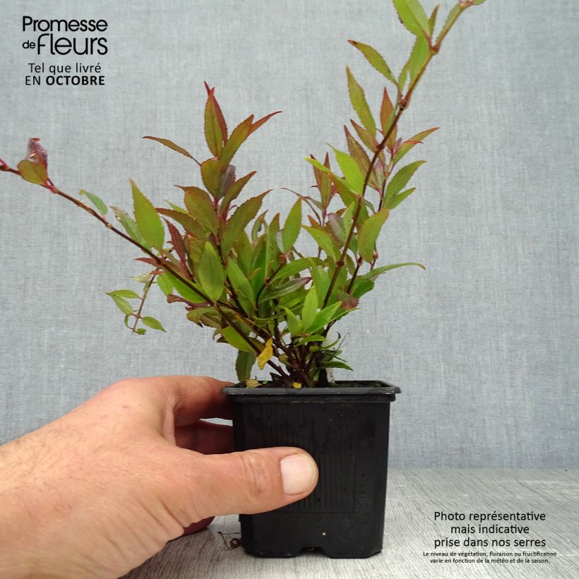 Esemplare di Deutzia gracilis Nikko Vasetto da 8/9 cm come consegnato in autunno