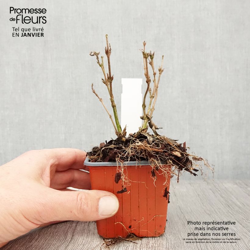 Deutzia gracilis Nikko Vasetto da 8/9 cm esemplare consegnato in inverno