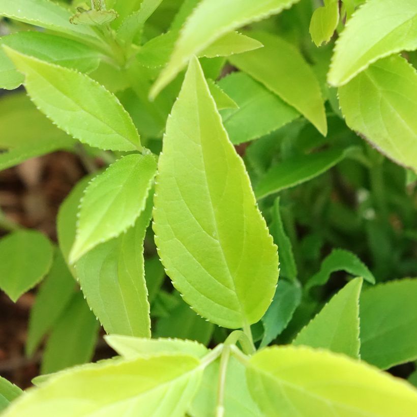 Deutzia gracilis Variegata (Fogliame)