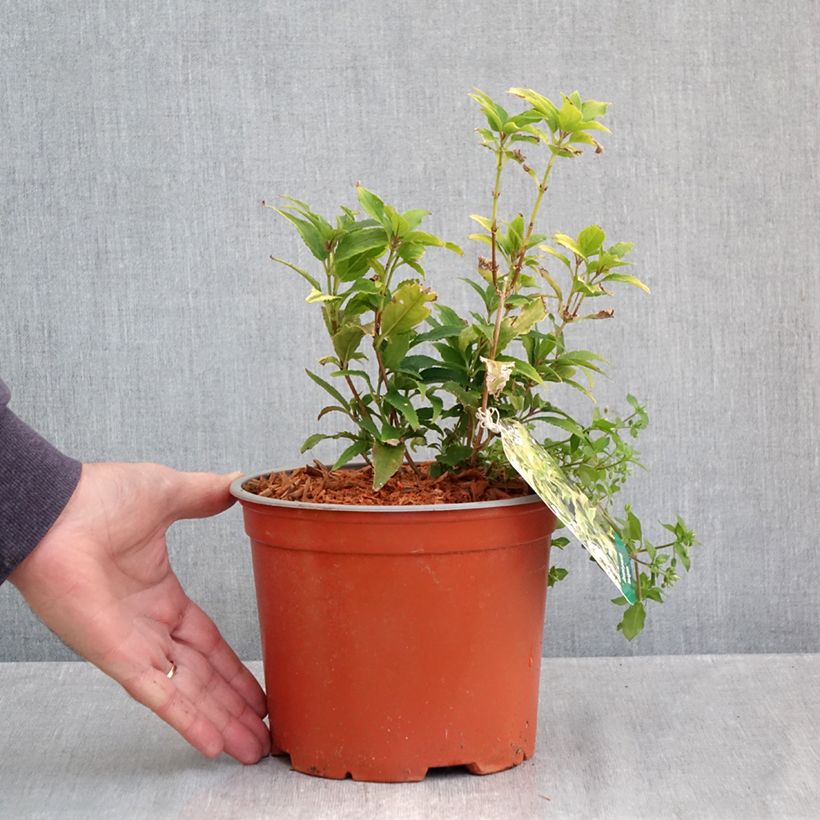Esemplare di Deutzia gracilis Variegata Vaso da 3L/4L come consegnato in autunno