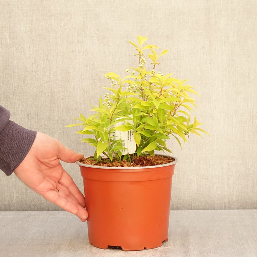 Deutzia gracilis Variegata Vaso da 3L/4L esemplare consegnato in primavera