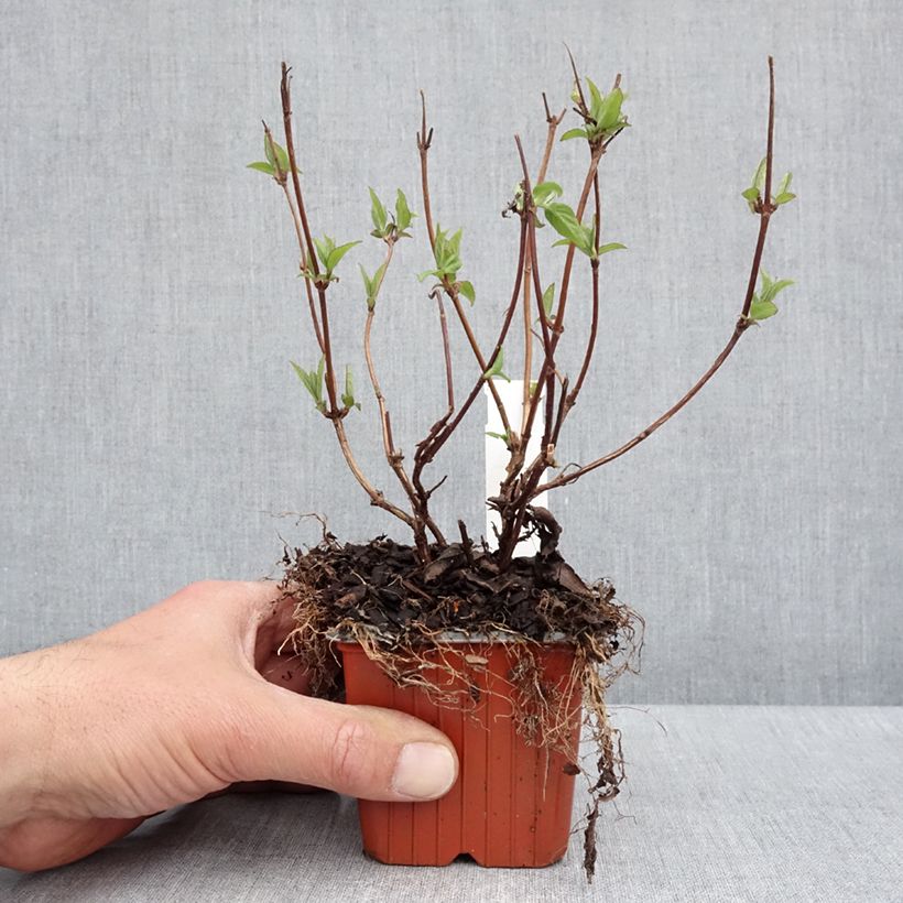 Deutzia Strawberry Fields Vasetto da 8/9 cm esemplare consegnato in primavera