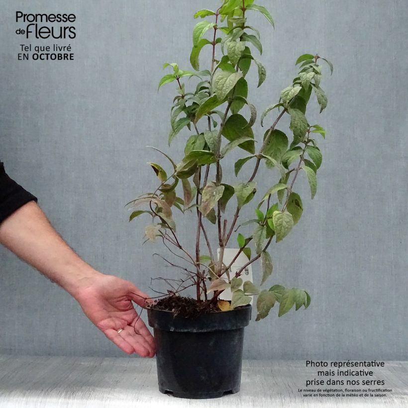 Esemplare di Deutzia Strawberry Fields Vaso da 2L/3L come consegnato in autunno