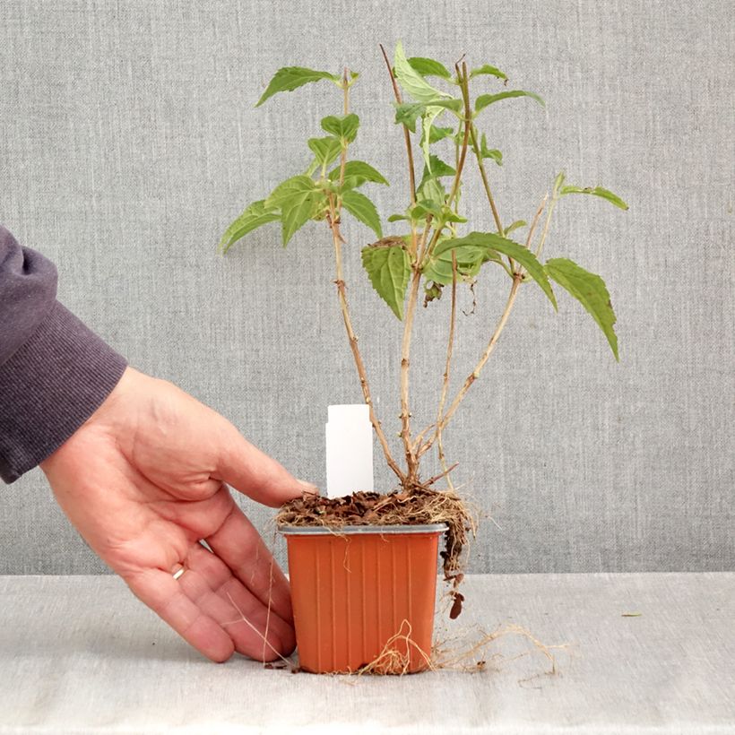 Esemplare di Deutzia Mont Rose Vasetto da 8/9 cm come consegnato in autunno