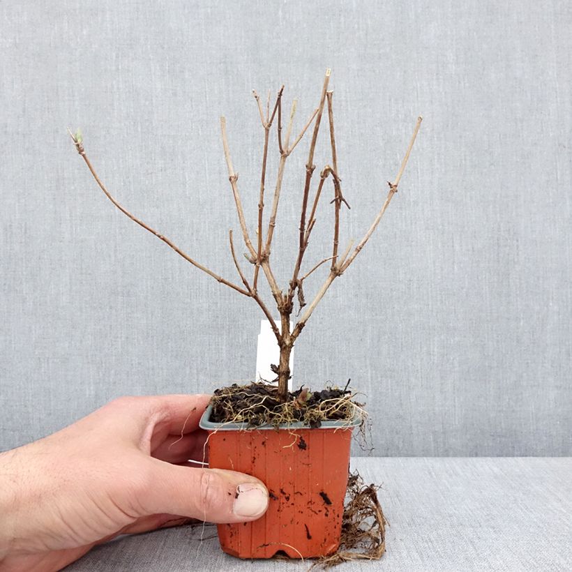 Deutzia Mont Rose Vasetto da 8/9 cm esemplare consegnato in primavera