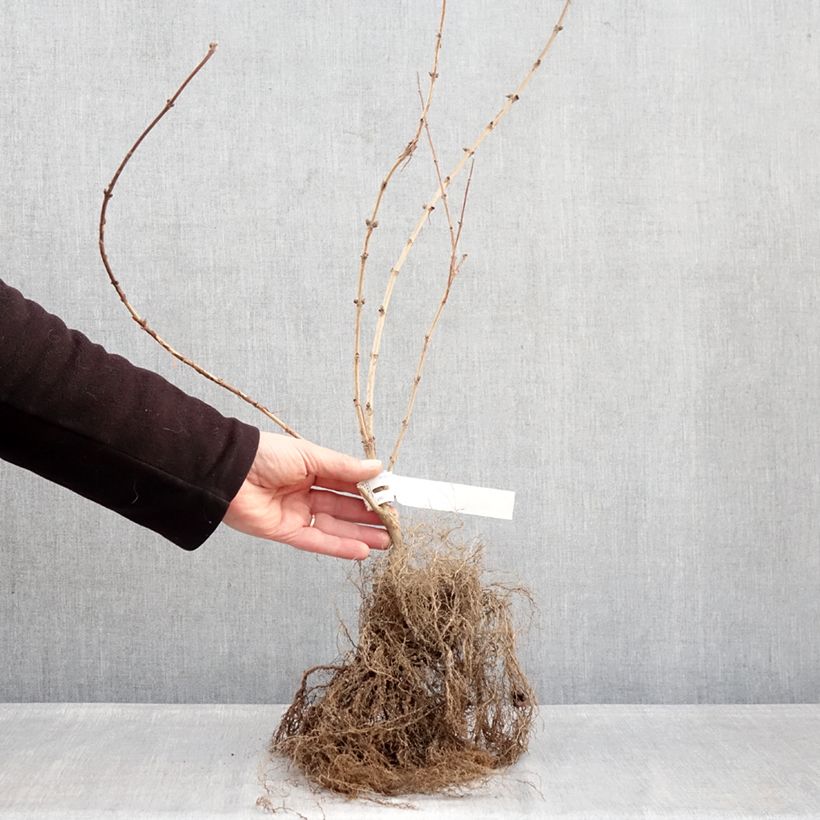 Deutzia Mont Rose Piante piccole a radice nuda esemplare consegnato in inverno