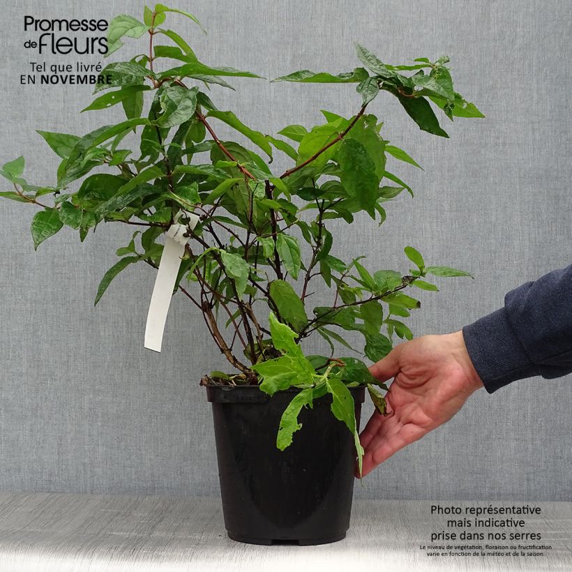 Esemplare di Deutzia Raspberry Sundae Vaso da 3L/4L come consegnato in autunno