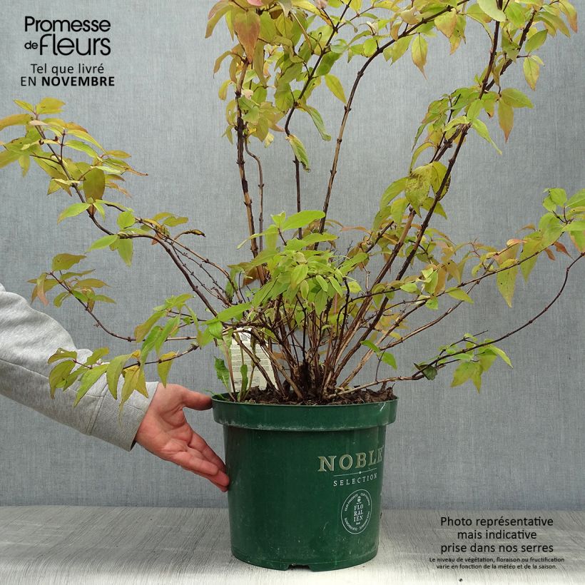 Esemplare di Deutzia Raspberry Sundae Vaso da 7,5L/10L come consegnato in autunno