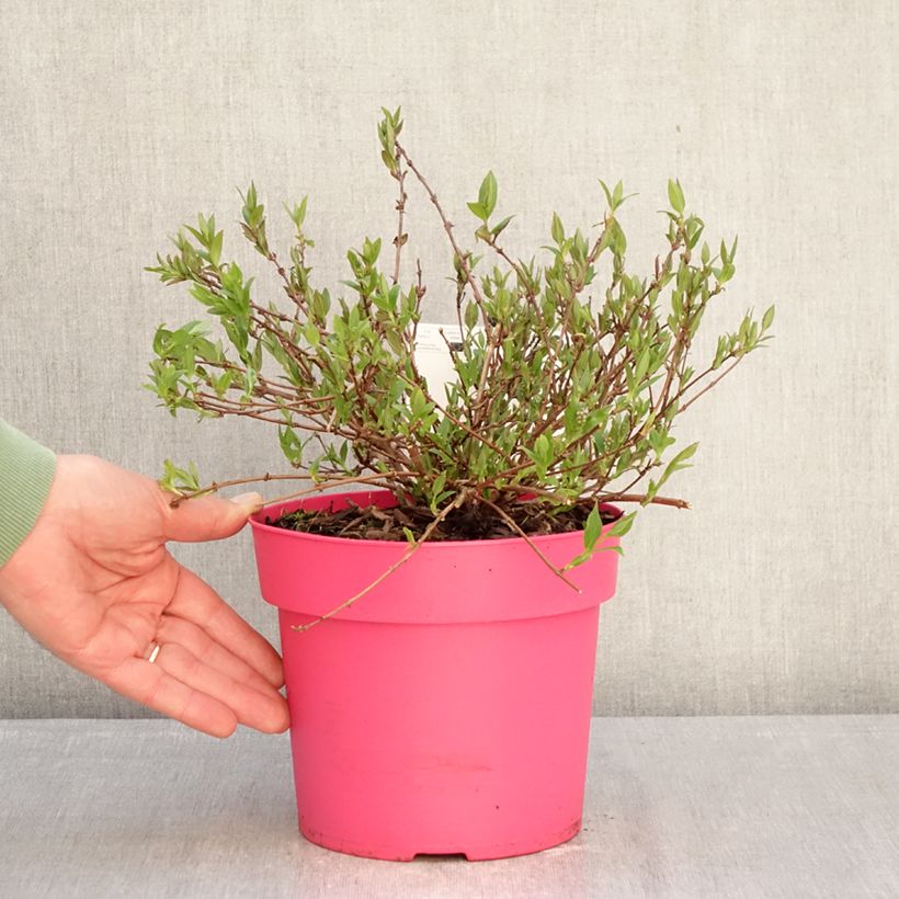 Deutzia Million Stars Pink Carpet Vaso da 3L/4L esemplare consegnato in inverno