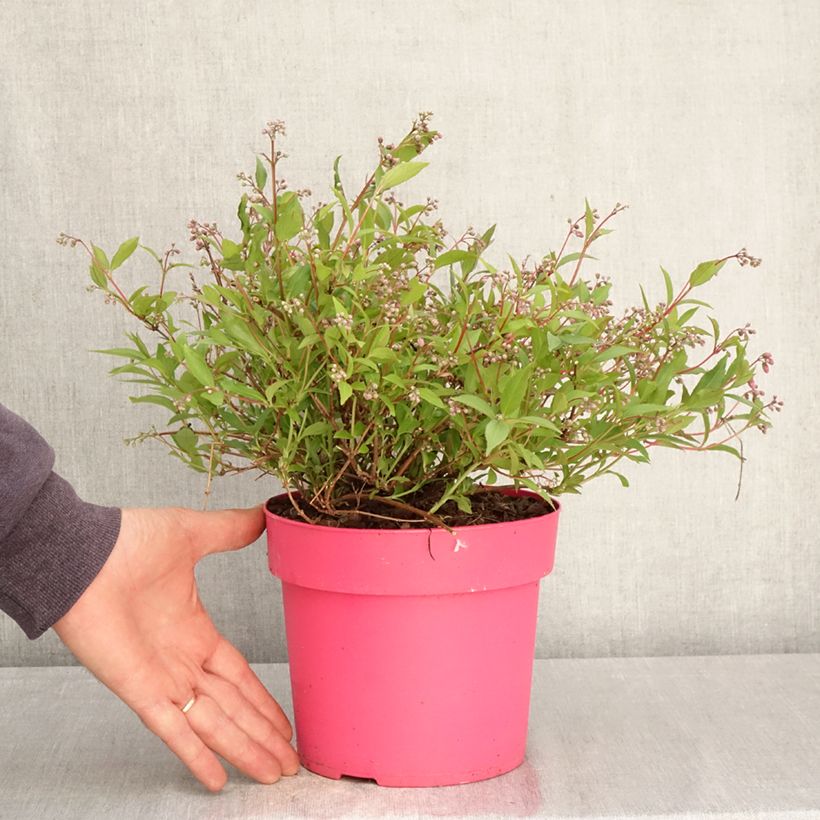Deutzia Million Stars Pink Carpet Vaso da 3L/4L esemplare consegnato in primavera