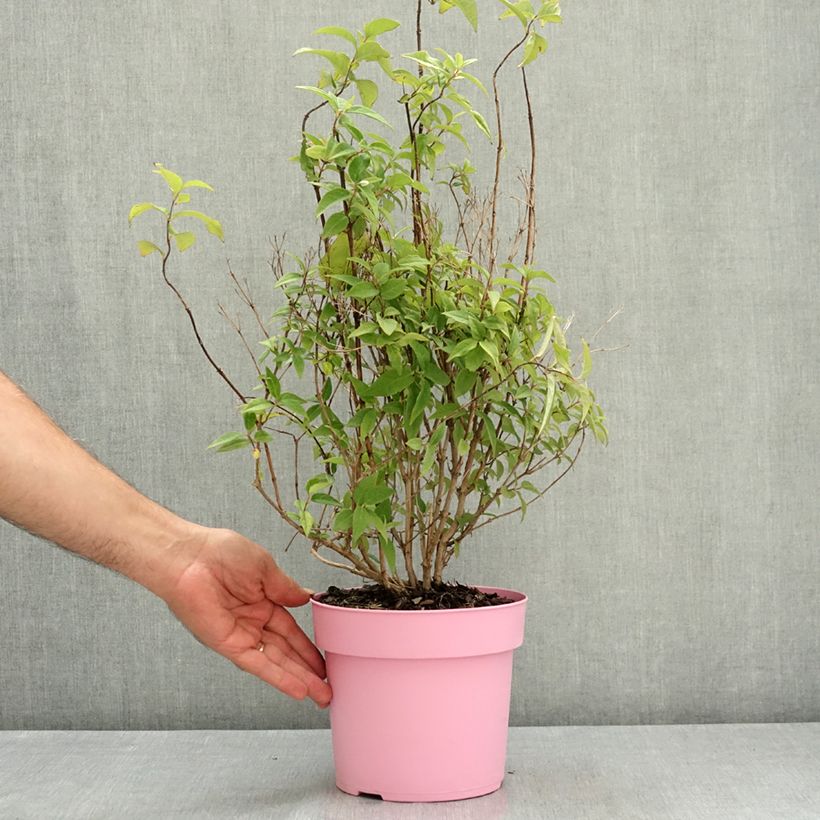 Esemplare di Deutzia Million Stars Pink Cloud Pot de 3L/4L consegnato in estate