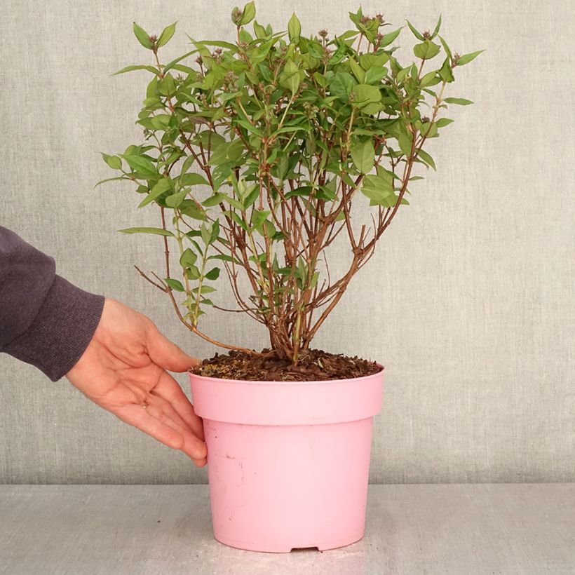 Deutzia Million Stars Pink Cloud Vaso da 3L/4L esemplare consegnato in primavera