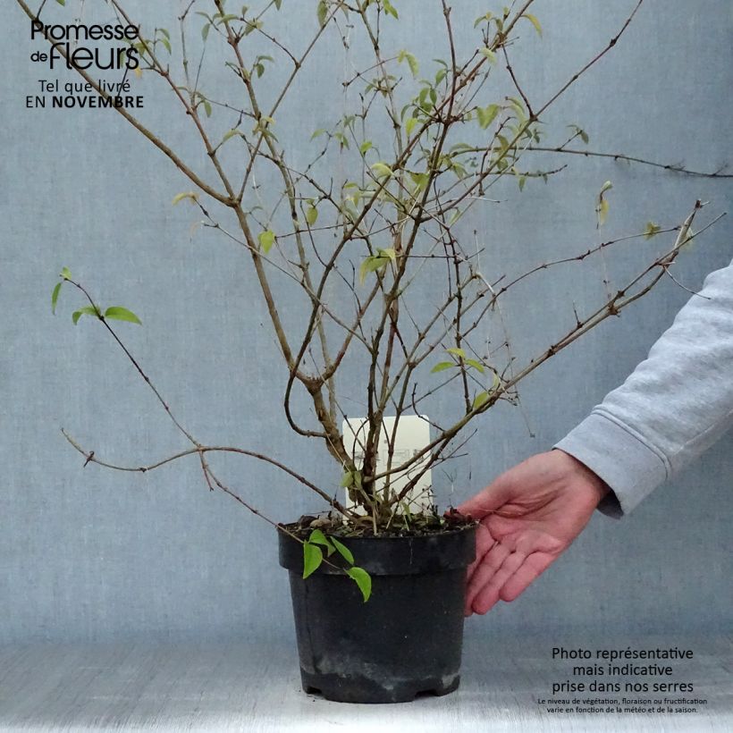 Esemplare di Deutzia monbeigii Vaso da 2L/3L come consegnato in autunno