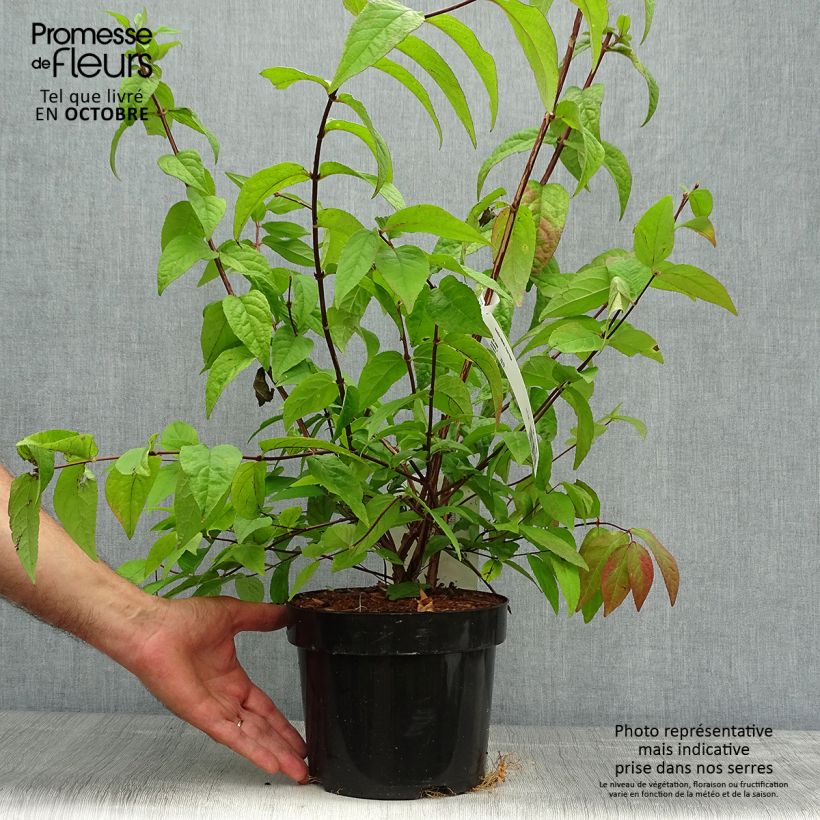 Esemplare di Deutzia Perle Rose Vaso da 3L/4L come consegnato in autunno