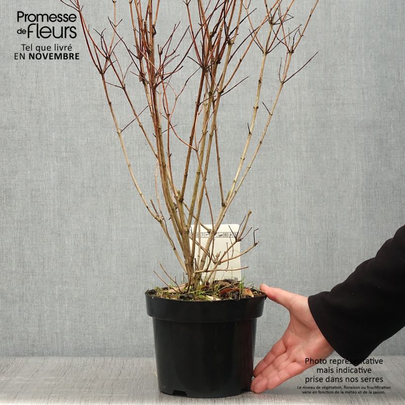 Esemplare di Deutzia pulchra Vaso da 2L/3L come consegnato in autunno