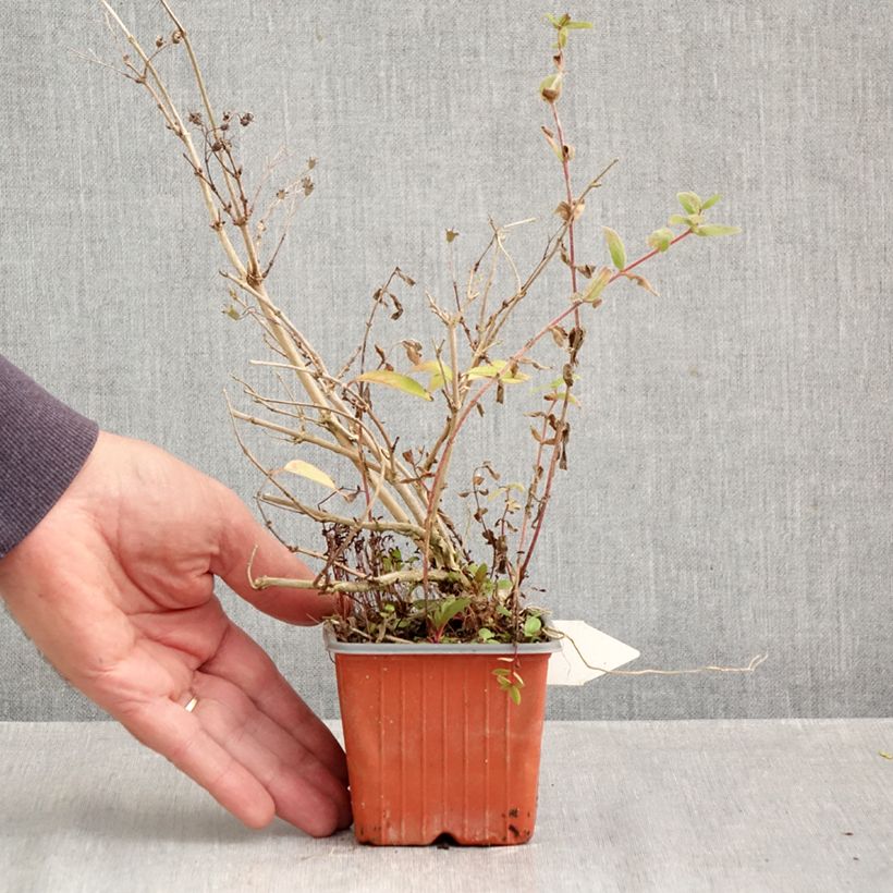 Esemplare di Deutzia purpurascens Kalmiiflora Vasetto da 8/9 cm come consegnato in autunno