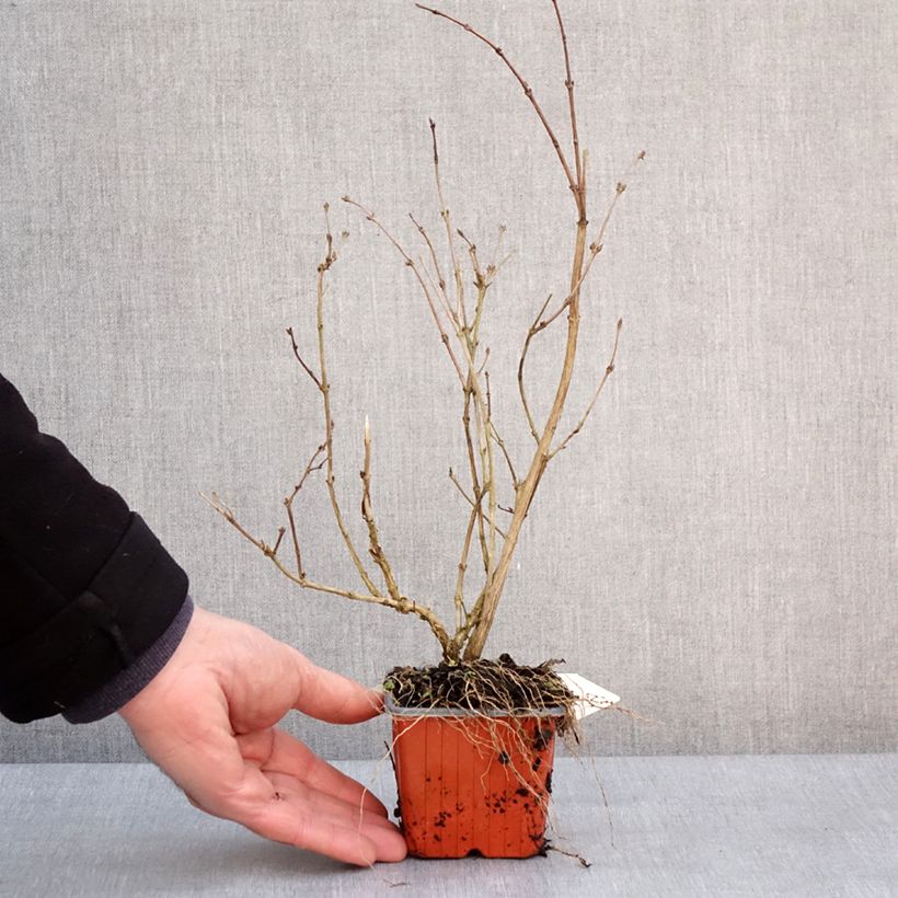 Deutzia purpurascens Kalmiiflora Vasetto da 8/9 cm esemplare consegnato in inverno