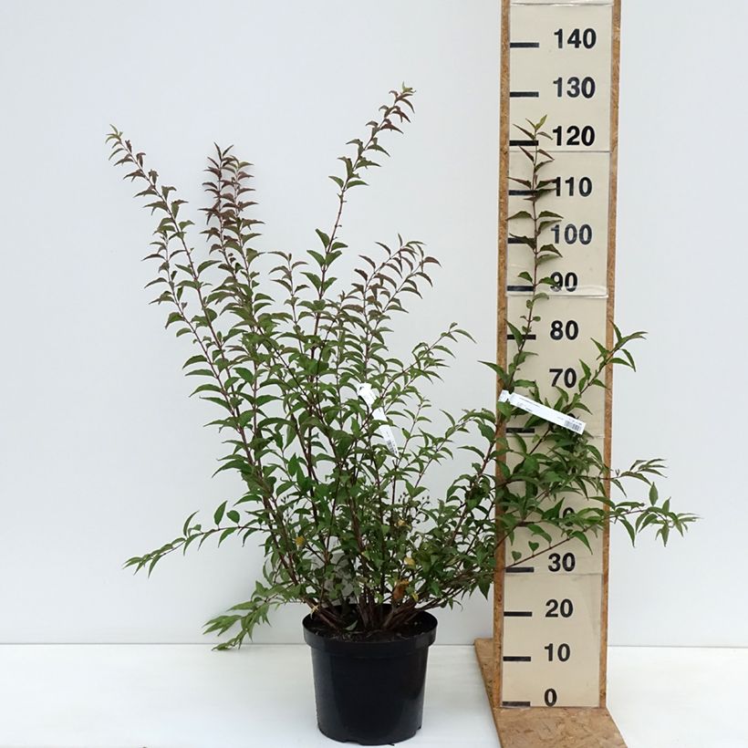 Esemplare di Deutzia purpurascens Kalmiiflora Vaso da 7,5L/10L come consegnato in autunno