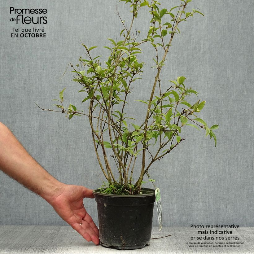 Esemplare di Deutzia rosea Campanulata Vaso da 2L/3L come consegnato in autunno