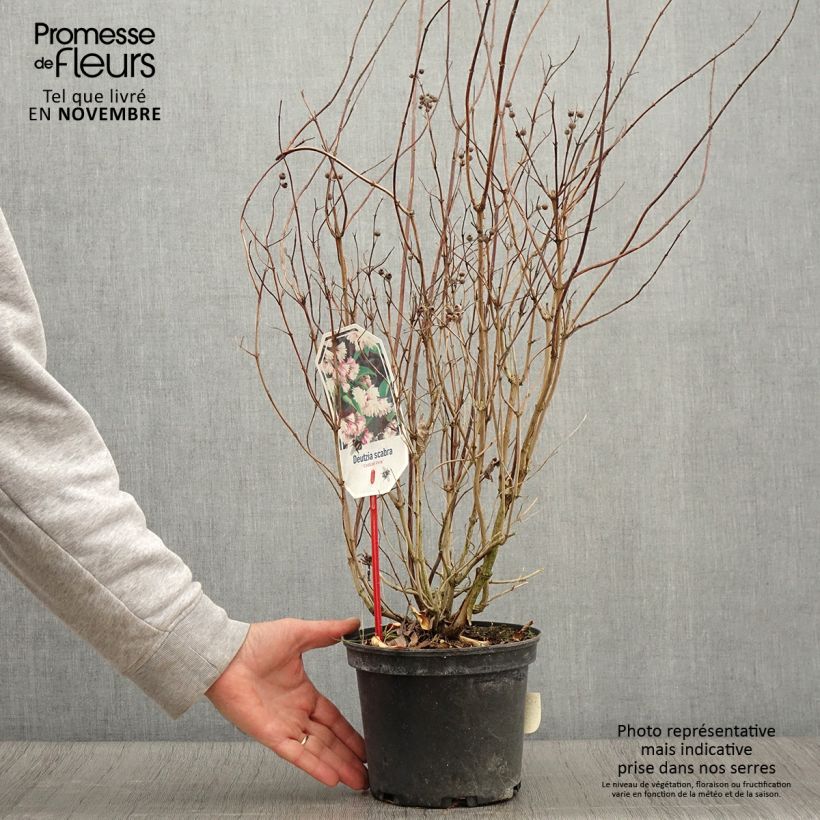 Esemplare di Deutzia scabra Codsall Pink Vaso da 2L/3L come consegnato in autunno