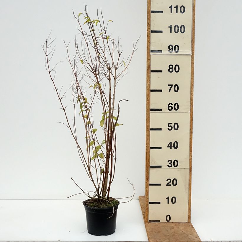 Esemplare di Deutzia scabra Plena Vaso da 2L/3L come consegnato in autunno