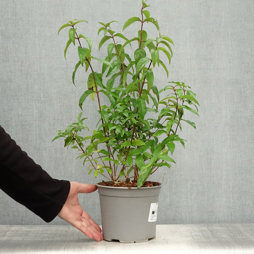 Esemplare di Deutzia scabra Punctata Vaso da 2L/3L come consegnato in autunno