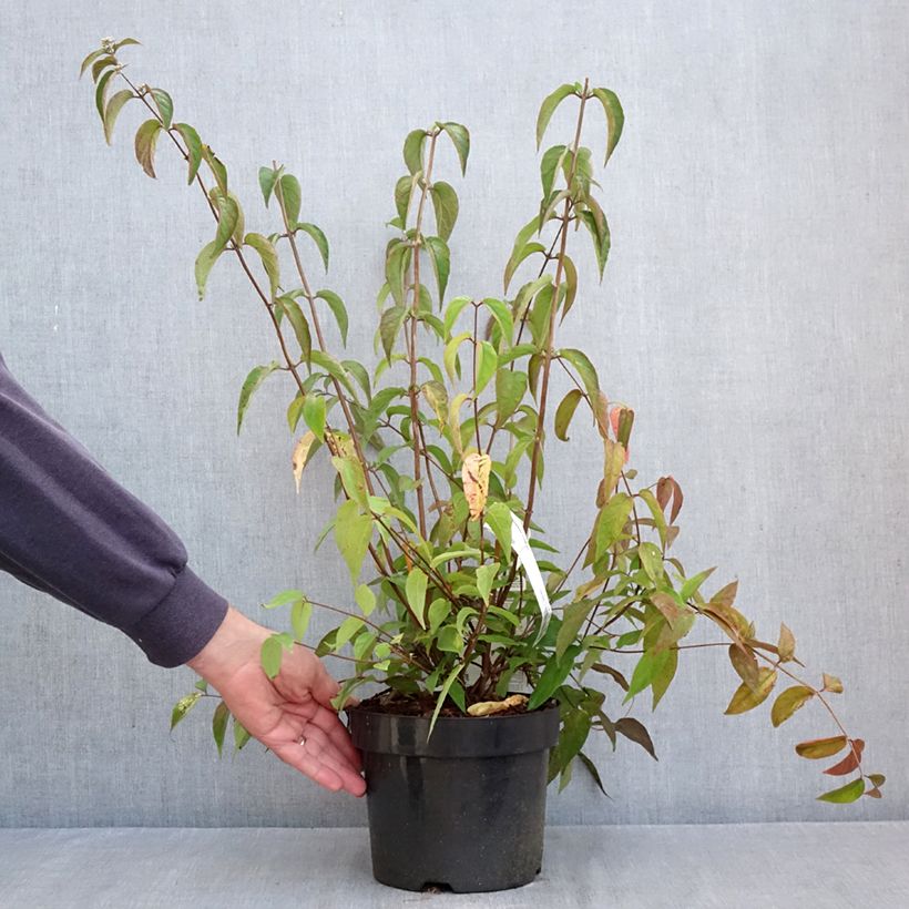 Esemplare di Deutzia setchuenensis var. corymbiflora Vaso da 2L/3L come consegnato in autunno