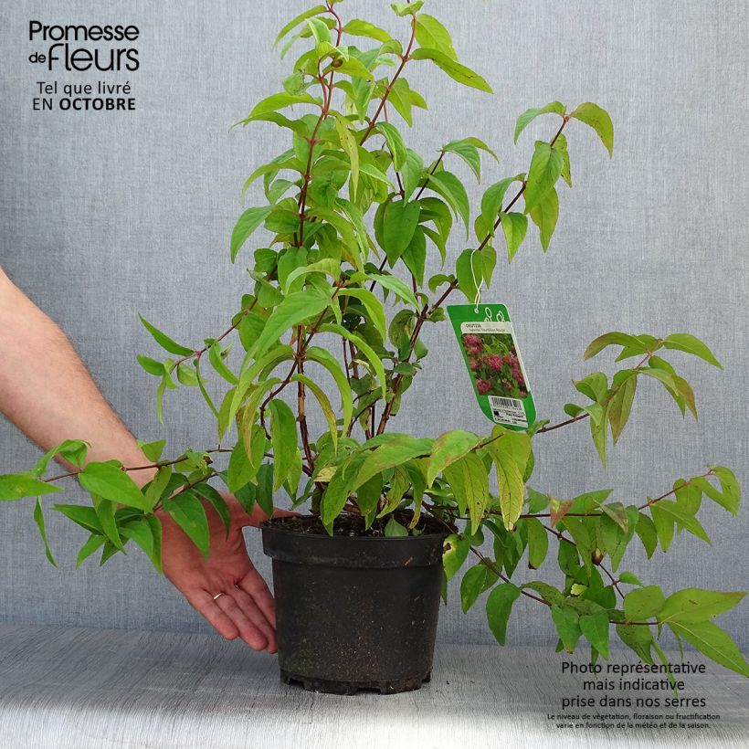 Esemplare di Deutzia magnifica Tourbillon Rouge Vaso da 2L/3L come consegnato in autunno