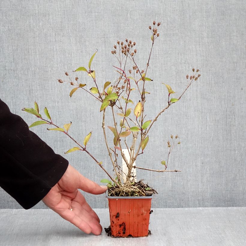 Esemplare di Deutzia lemoinei Vasetto da 8/9 cm come consegnato in autunno