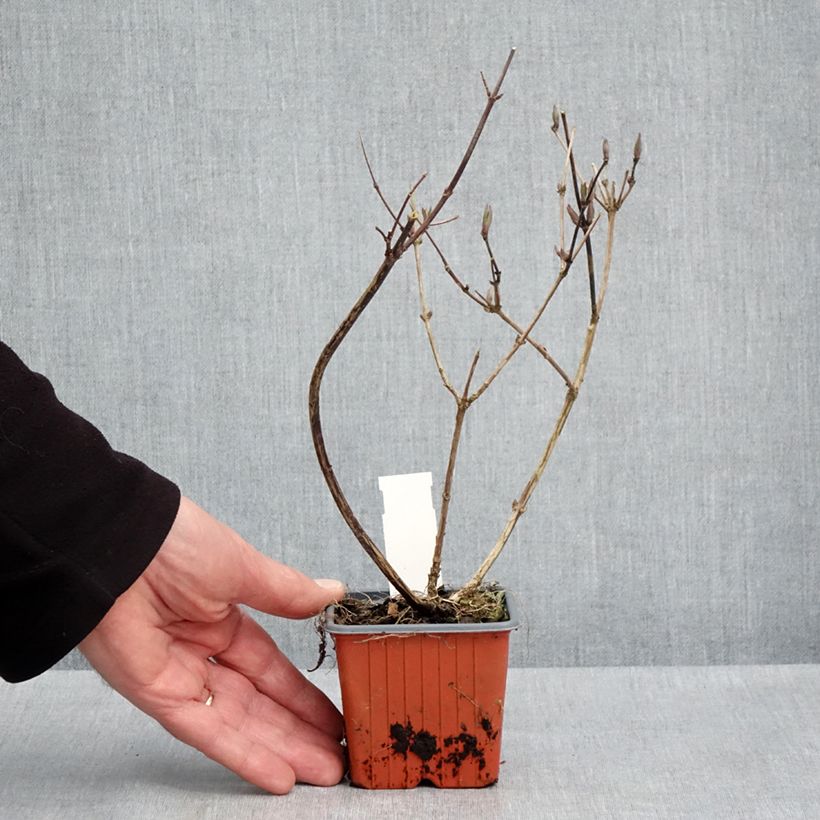 Deutzia lemoinei Vasetto da 8/9 cm esemplare consegnato in primavera