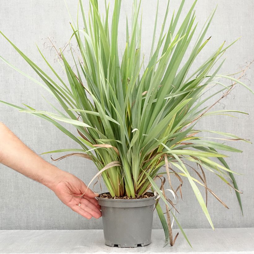 Esemplare di Dianella caerulea Cassa Blue Vaso da 2L/3L consegnato in estate