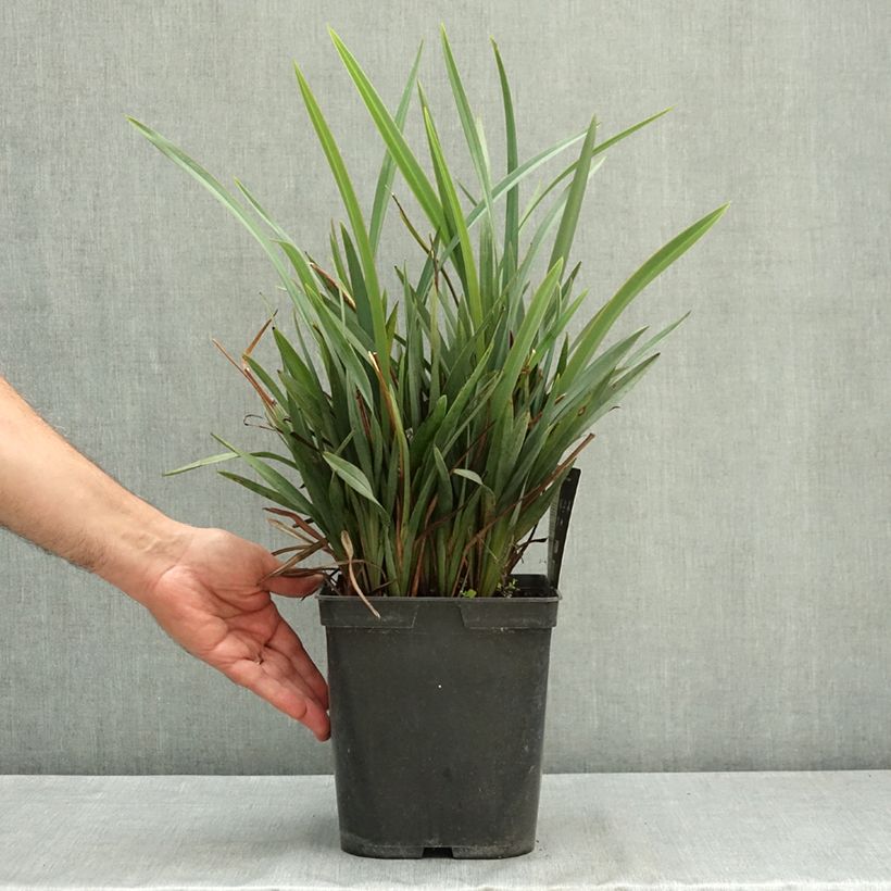 Esemplare di Dianella revoluta Blue Stream Vaso da 3L/4L consegnato in estate
