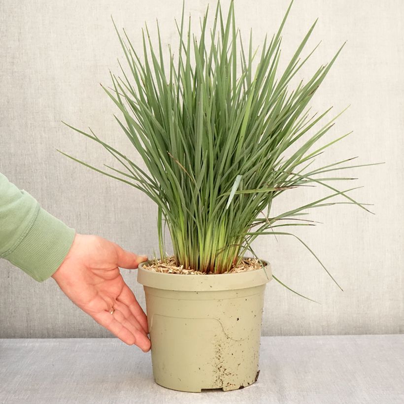 Dianella revoluta Coolvista Vaso da 3L/4L esemplare consegnato in inverno