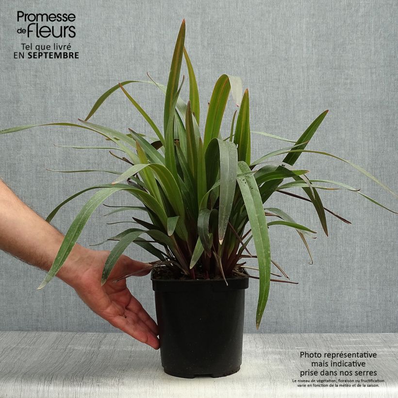Esemplare di Dianella tasmanica Blaze Vaso da 2L/3L come consegnato in autunno