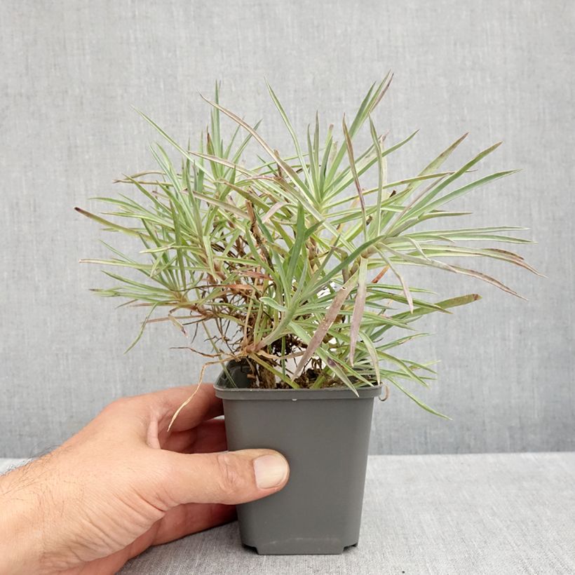 Esemplare di Dianthus allwoodii Alice - Garofano Vasetto da 8/9 cm come consegnato in autunno