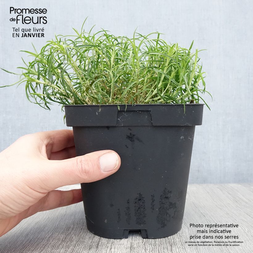 Dianthus arenarius - Garofano delle sabbie Vaso da 2L/3L esemplare consegnato in inverno