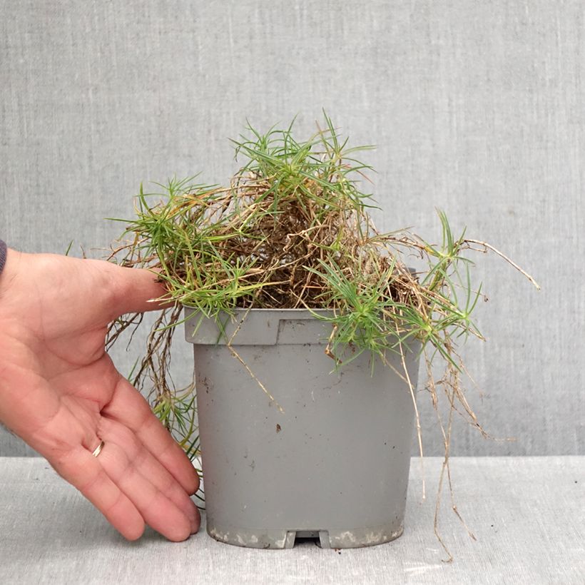 Esemplare di Dianthus arenarius - Garofano delle sabbie Vaso da 2L/3L come consegnato in autunno